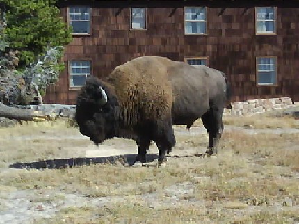 Yellowstone 088 Bison.jpg